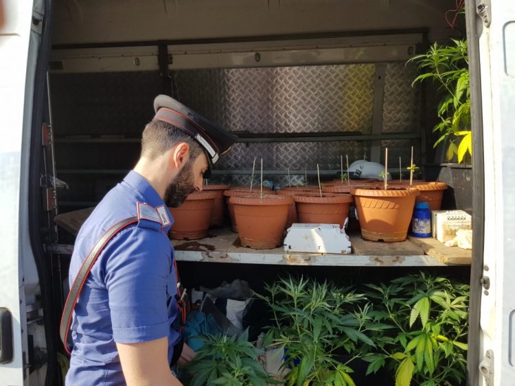 NICHELINO – Marijuana coltivata liberamente nel parco di Stupinigi