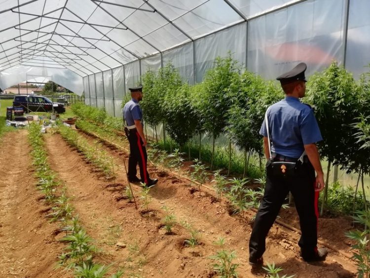 Coltivava droga in serra: arrestato