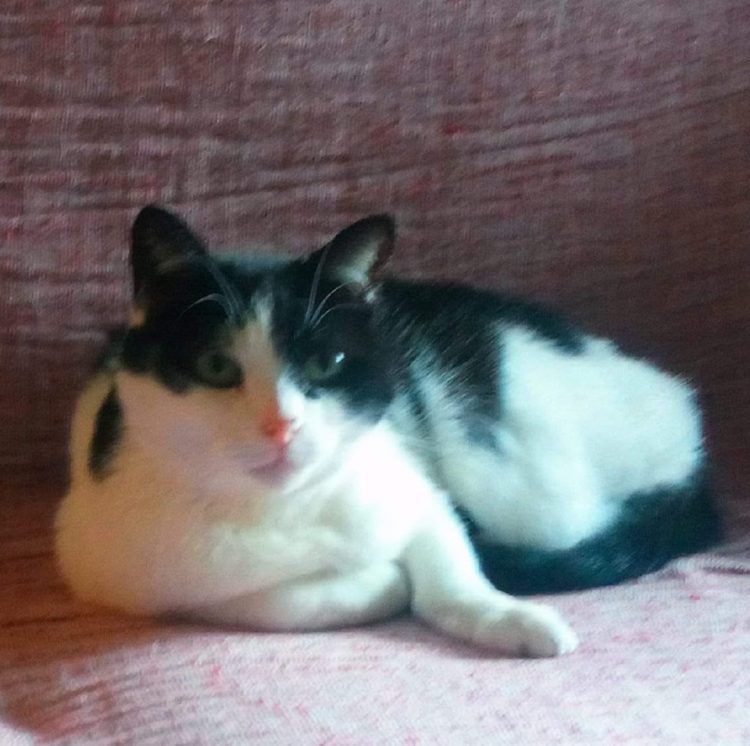 MONCALIERI – Ancora un gatto mancante dopo il raid dei ladri all’ambulatorio