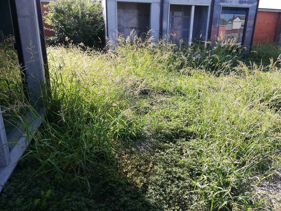 CARMAGNOLA – Erba alta nel cimitero di Casanova, il Comune “Interveniamo”