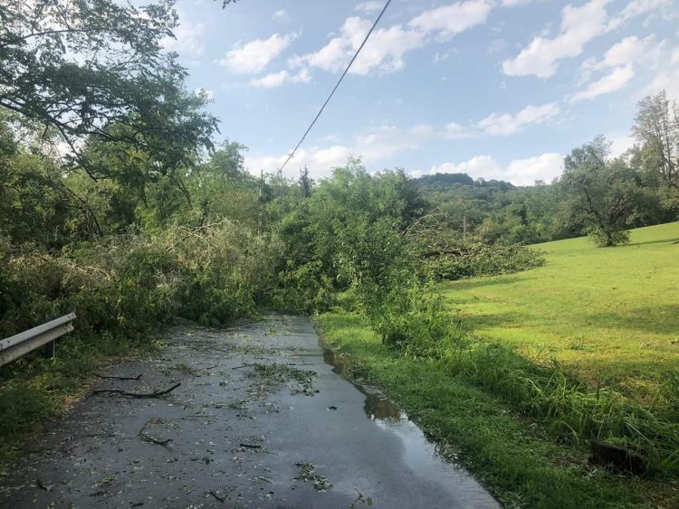 MALTEMPO – La polemica sulla manutenzione degli alberi a Moncalieri