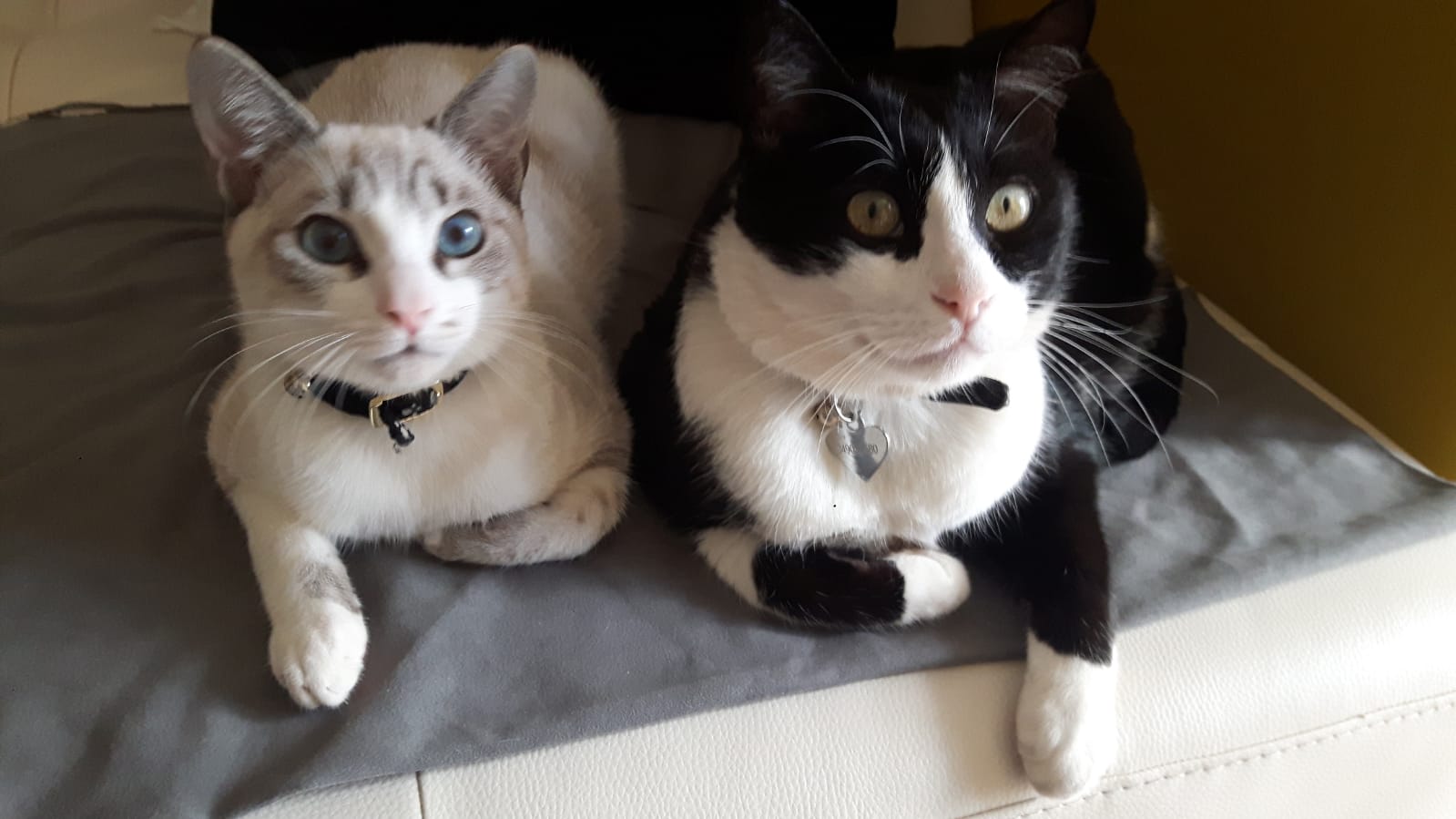 MONCALIERI – Ladri sfondano la vetrata di un veterinario e i gattini in cura scappano