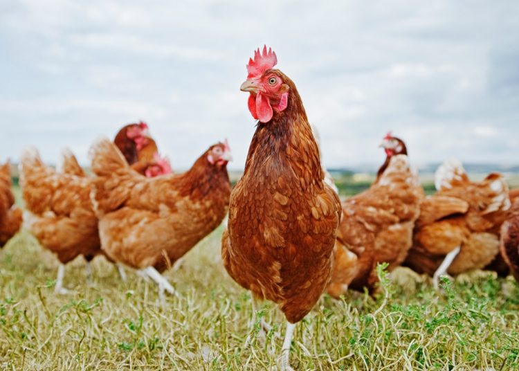 IGIENE PUBBLICA – Norme di comportamento per gli allevatori di volatili e pollame a contrasto dell’aviaria