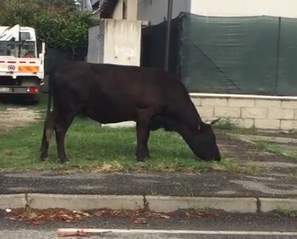 NICHELINO – La mucca si perde e fa merenda in zona industriale