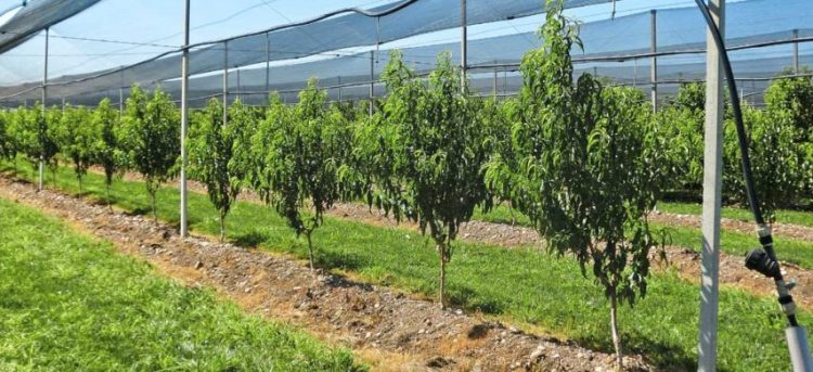 COLDIRETTI – Chiesto lo stato di crisi alla Regione per il settore frutticolo e apistico