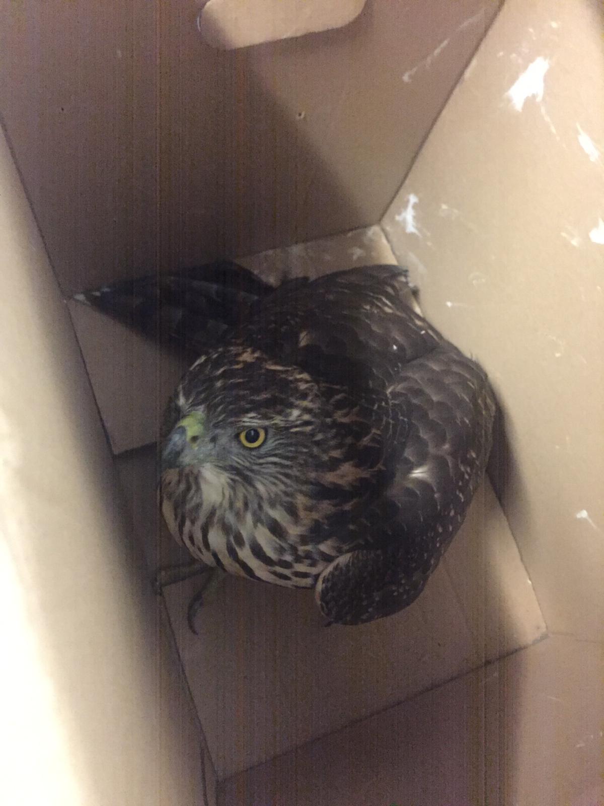 NICHELINO – I vigili recuperano una poiana impaurita