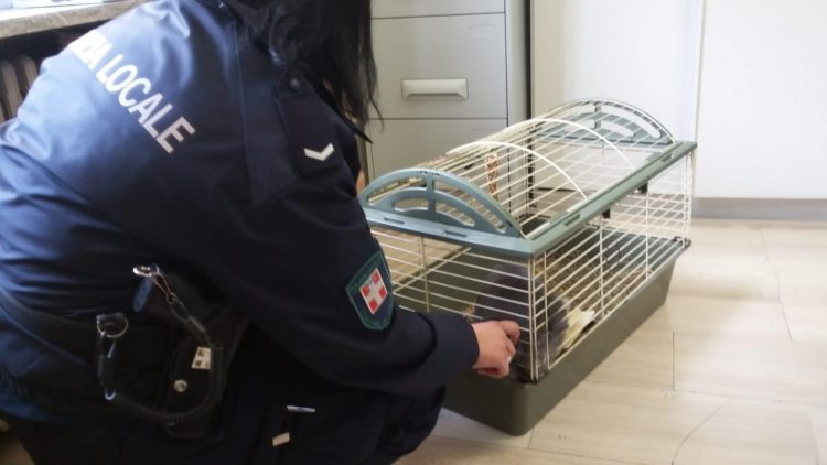 NICHELINO – Coniglietto abbandonato salvato da una vigilessa fuori servizio