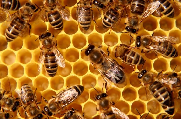 NICHELINO – Una visita all’apiario didattico per la festa della natura