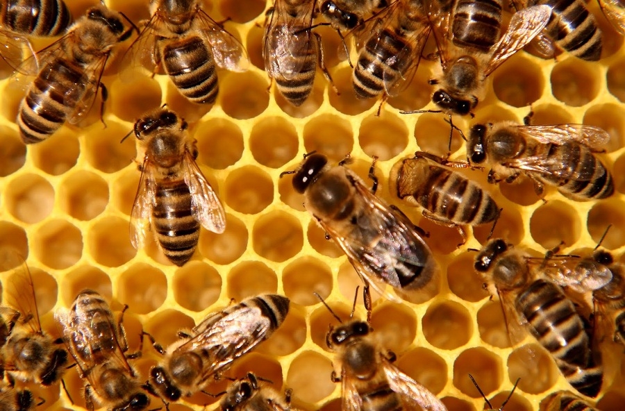 NICHELINO – Iniziative per la giornata mondiale dedicata alle api