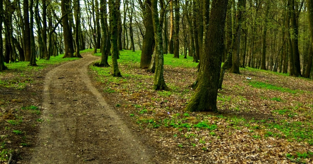 Sabato 22 aprile Trofarello e i Lions piantano alberi per aiutare la salute della Terra