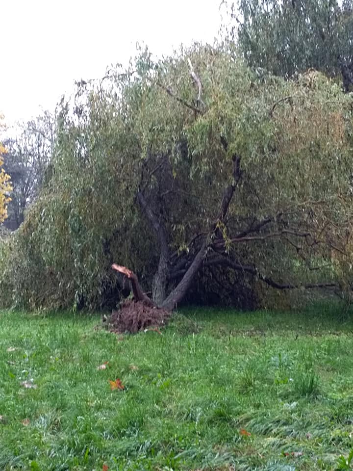 MALTEMPO – Diversi alberi caduti a Nichelino: chiuso per sicurezza il parco Boschetto