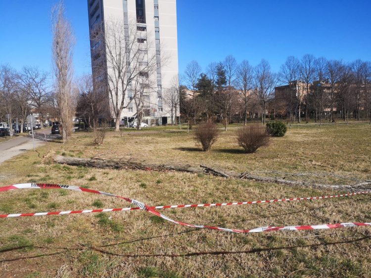 NICHELINO – Il vento fa crollare un albero in via Del Pascolo