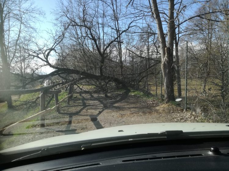 SANTENA – Albero abbattuto sulla passeggiata golenale per il vento