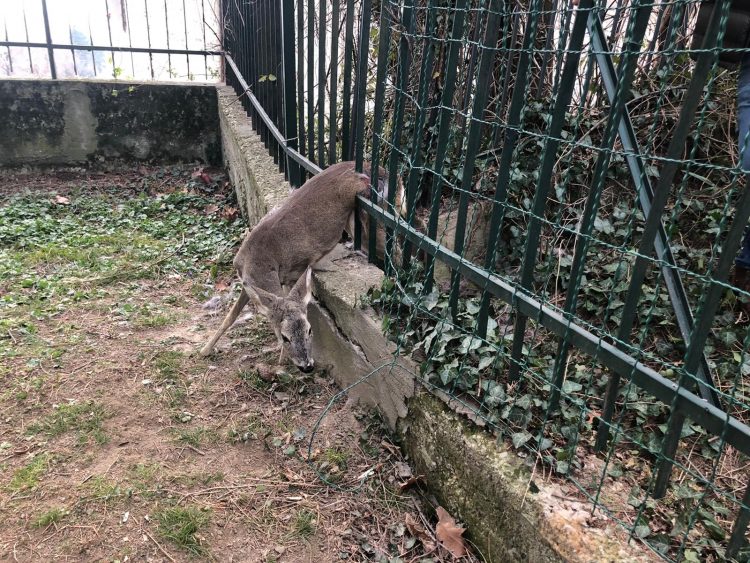 Capriola imprigionata tra le sbarre di un cancello a Rivoli. Ora è in cura al CANC di Grugliasco