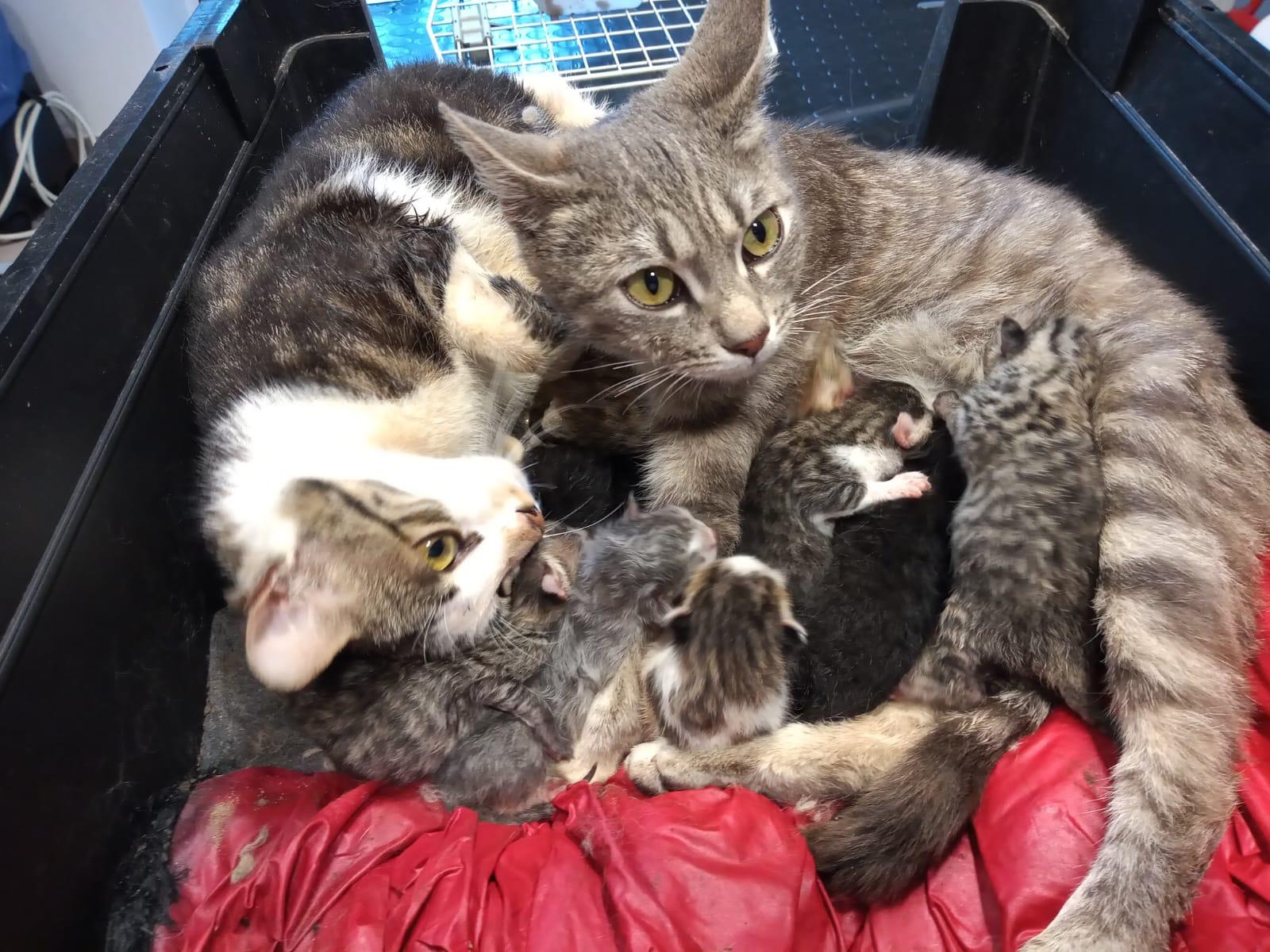 NICHELINO – Dodici gattini abbandonati a bordo strada: salvati