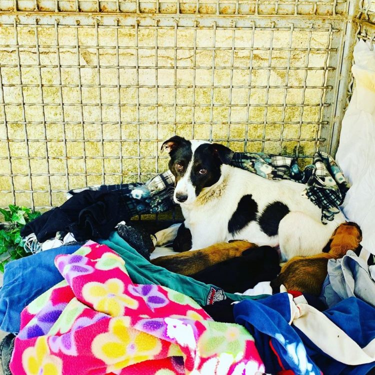 NICHELINO – La cagnolina scappa da due mesi e quando si lascia prendere svela i suoi 4 cuccioli