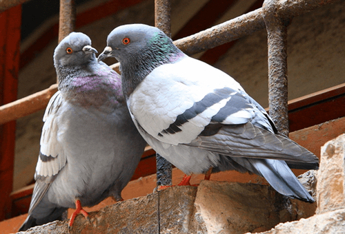 VILLASTELLONE – Divieto di nutrire i piccioni per il rischio di problemi sanitari