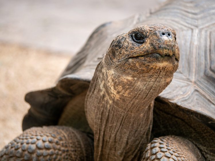 MONCALIERI – Una tartaruga trovata a Revigliasco