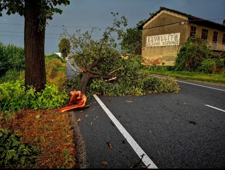 VILLASTELLONE – Dopo il nubifragio, il Comune opera la rimozione degli alberi caduti