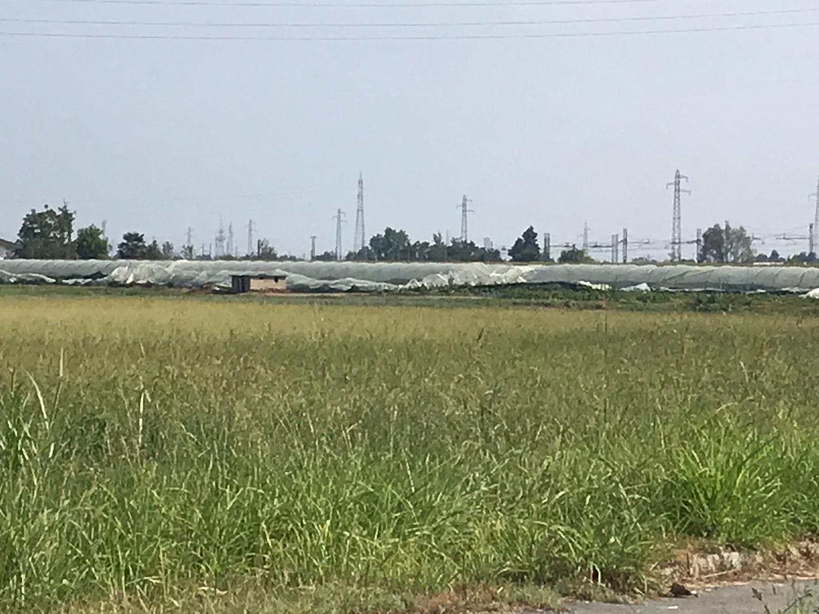 CARMAGNOLA – Il maltempo mette in ginocchio il settore agricolo