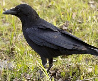 POIRINO – Catturato un esemplare di cornacchia infettata dalla febbre del Nilo