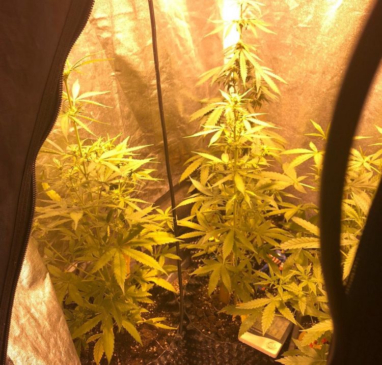 CARMAGNOLA – Coltivava marijuana in garage: denunciato