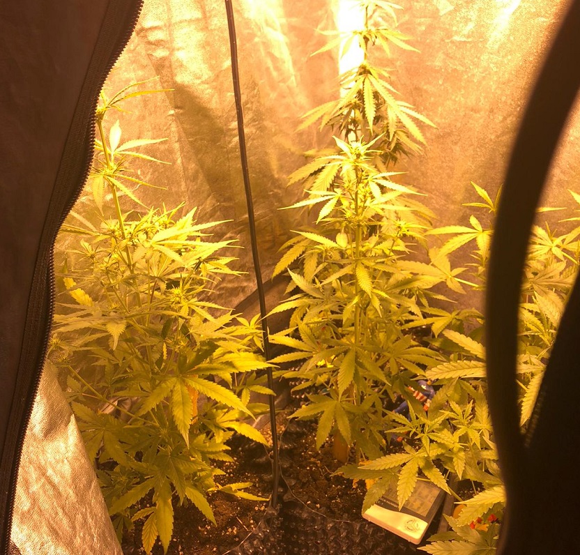 CARMAGNOLA – Coltivava marijuana in garage: denunciato CARMAGNOLA – Coltivava marijuana in garage: denunciato