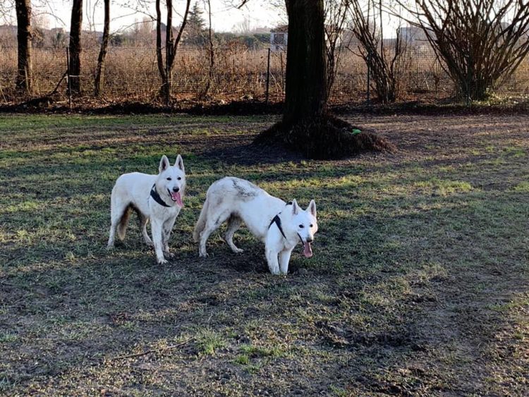 TROFARELLO – Due cani spariti nel nulla: ricerche a tappeto in tutta la zona