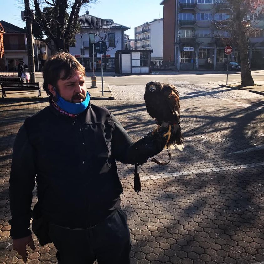 CARMAGNOLA – Falchi e Poiane contro i piccioni al mercato