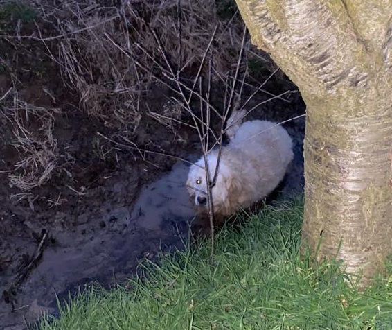 CARMAGNOLA – Cane maremmano salvato dai pompieri