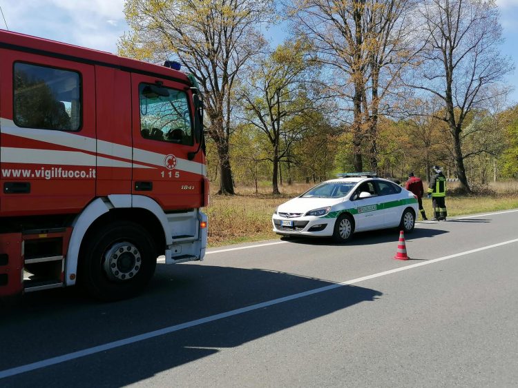 NICHELINO – Investito un cinghiale sulla provinciale 143