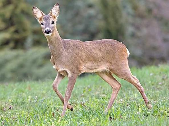 SANTENA – Capriolo incastrato nel cancello