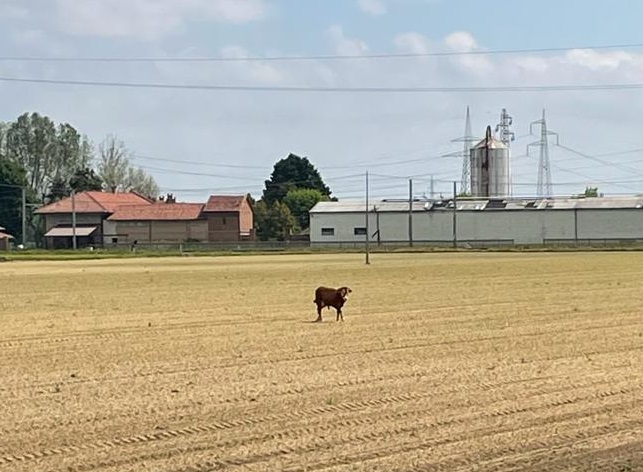 CARMAGNOLA – Toro scappa dall’allevamento: sedato a pochi metri dalla ferrovia