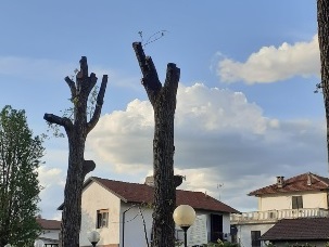 CARMAGNOLA – La condanna di Legambiente per le potature di alberi eccessive