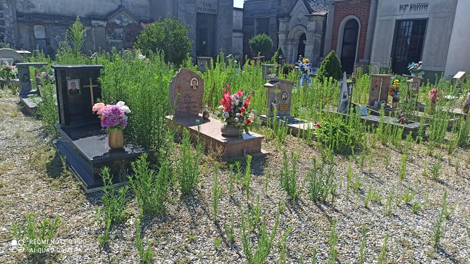 NICHELINO – Erba alta nel cimitero di Stupinigi