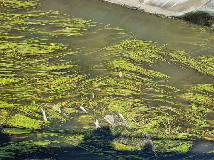 VINOVO – Inquinamento nei canali: moria di pesci nel rio in centro città