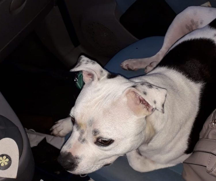 NICHELINO – Viene aggredito per rubargli il cane di razza