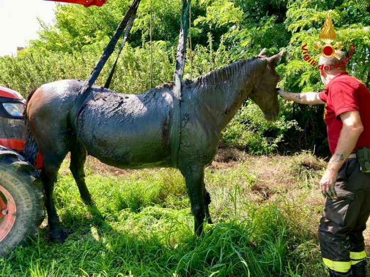 CARMAGNOLA – I vigili del fuoco salvano un cavallo scivolato in un canale