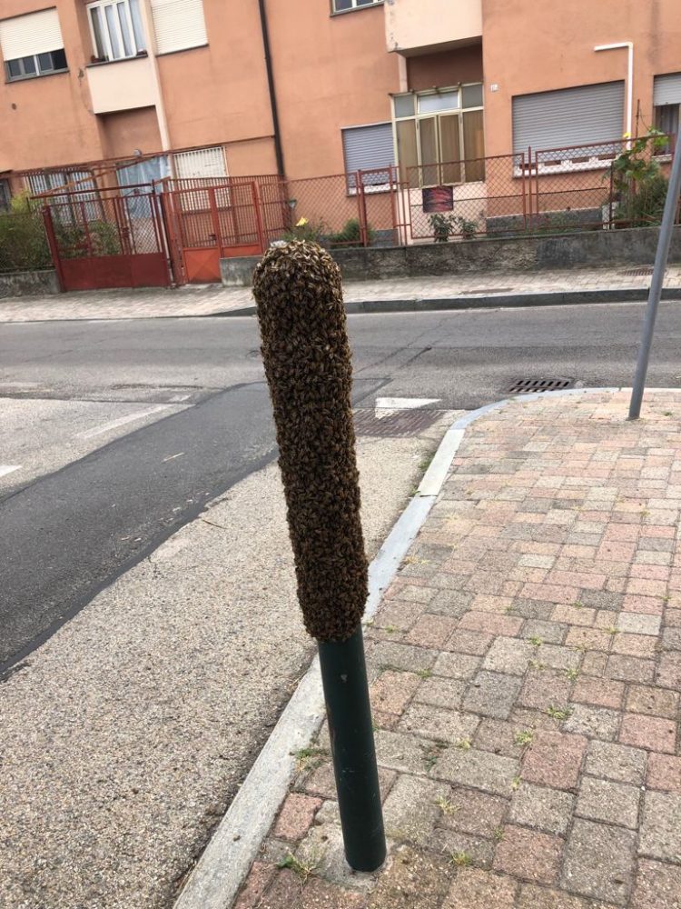 MONCALIERI – Palo del marciapiede trasformato in alveare