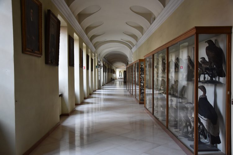 MONCALIERI – A settembre ritorna la visita della collezione archeologica al Real Collegio