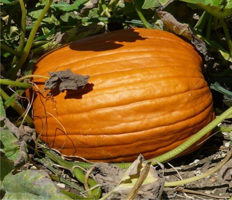 SANTENA – Tutto pronto per la sagra della zucca