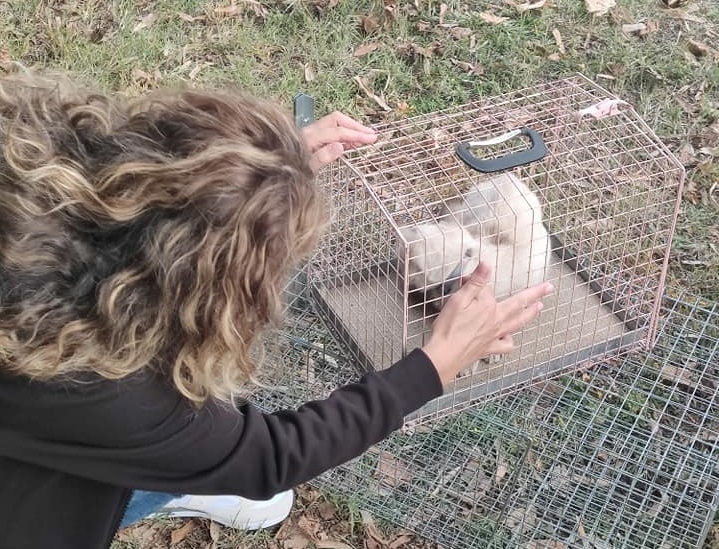 MONCALIERI – La gattina si incastra nella soffitta e i pompieri la liberano