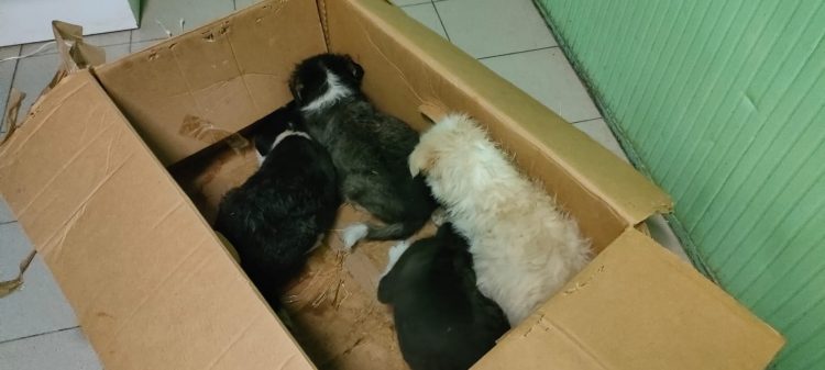 MONCALIERI – Quattro cuccioli di cane abbandonati in uno scatolone