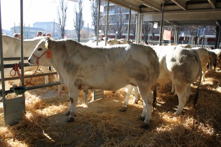 CARMAGNOLA – La carne piemontese e il porro lungo dolce protagoniste della fiera