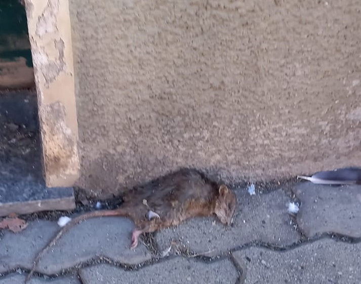 POIRINO – Protesta di alcuni cittadini sulla sporcizia dei marciapiedi: trovato un topo morto