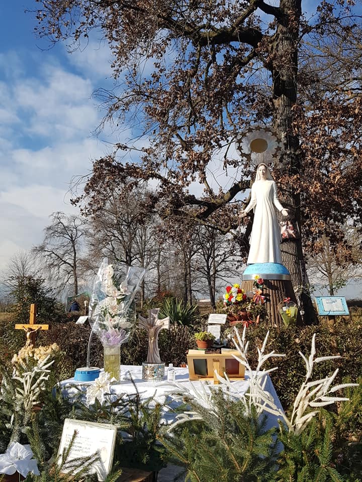 NICHELINO – Addio alla Quercia della Madonnina nel parco di Stupinigi