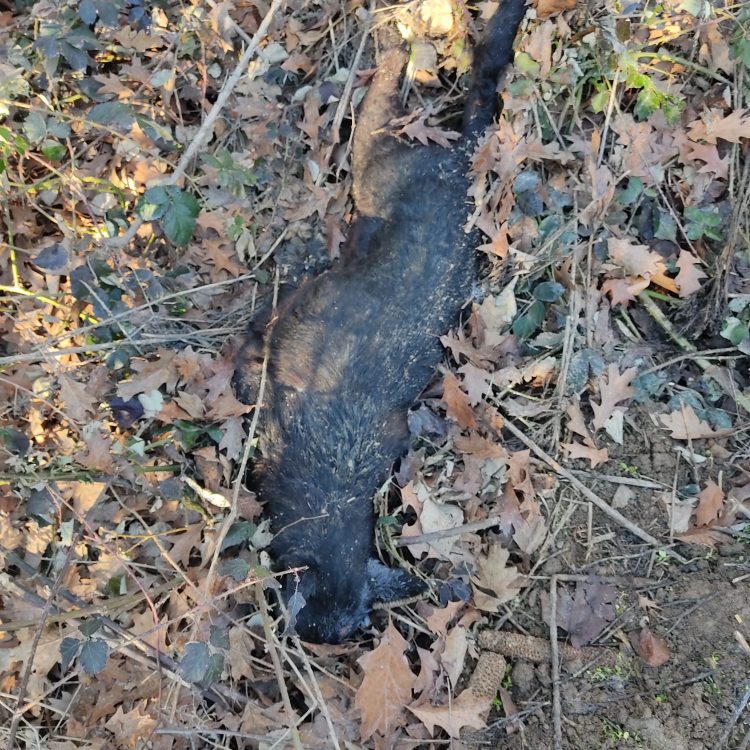 CARMAGNOLA – Indagini per il ritrovamento di un cane morto e gettato in via Molinasso
