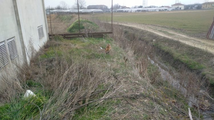 NICHELINO – Volpe in gravi condizioni recuperato a bordo strada