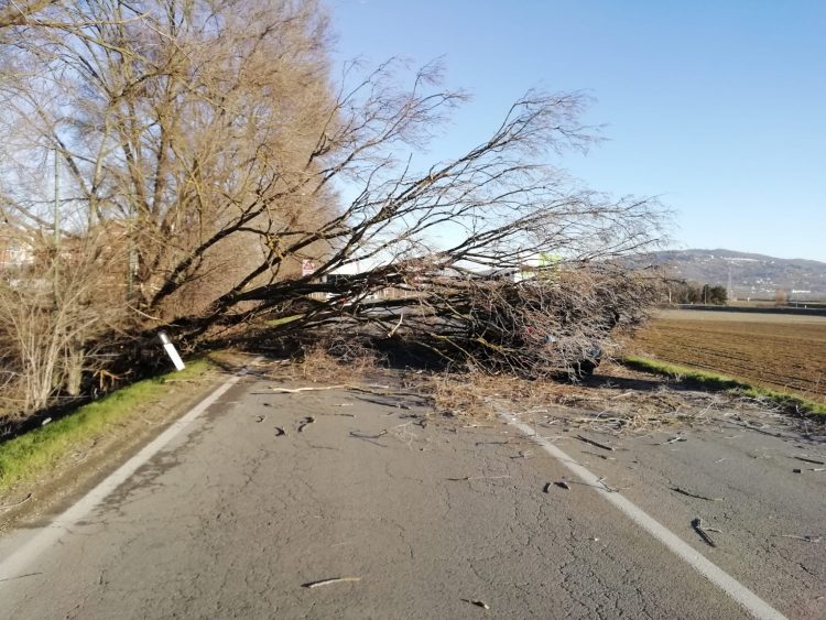 MONCALIERI – Crolla pianta sulla provinciale 20: traffico in tilt
