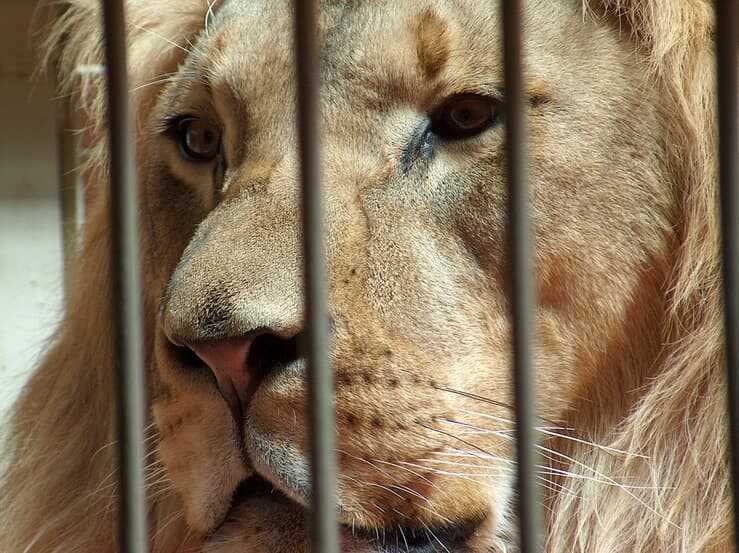 NICHELINO – Arriva il circo con animali e il Comune si mette di traverso